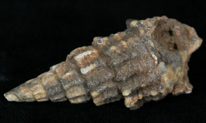 Agatized Gastropod From Morocco - #22400